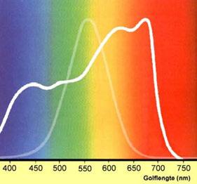 Kijklicht - groeilicht UV UV-C < 280 nm UV-B 280 315 nm UV-A 315 400 nm Licht - PAR Blauw 400 500 nm