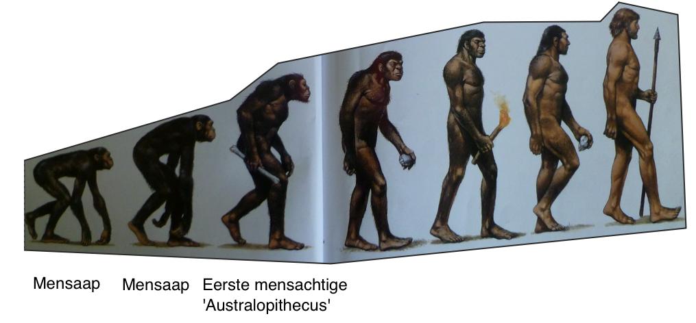 2. Evolutie van de mens De mens en de mensapen hebben dezelfde voorouders.
