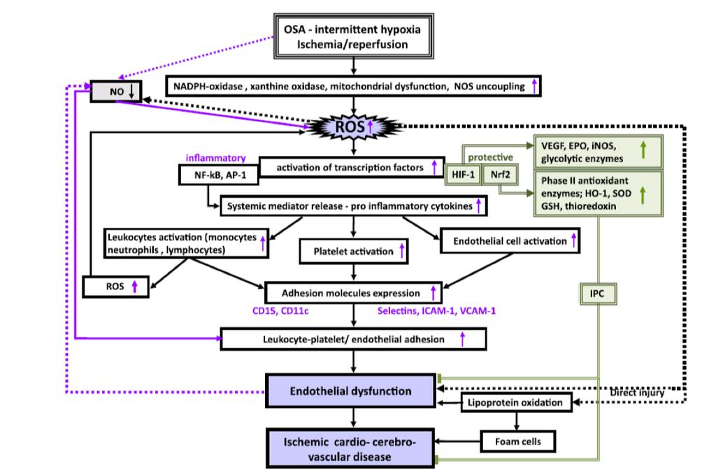 Chronic Intermittant Hypoxia Lavie L