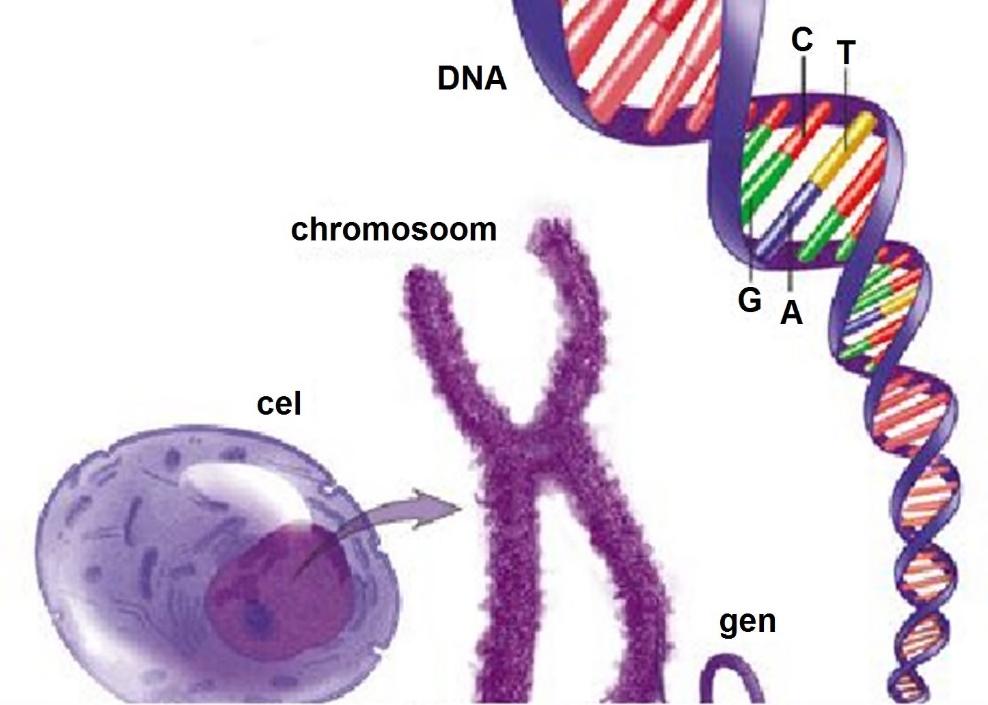 Dr. Jacobs legt in 't kort uit hoe iedere cel een stukje DNA heeft, wat als het ware opgerold zit op een chromosoom.