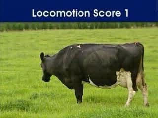 Locomotion