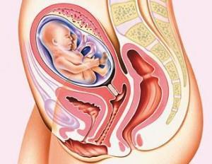 Zwangerschapsinformatie Zwangerschapsgerelateerde bekkenpijn Vanaf week 8 in de zwangerschap beginnen de banden in het bekken langzaam te verweken om uiteindelijk mogelijk te maken dat het kindje