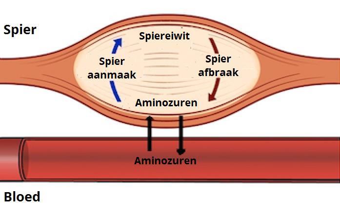 Verminderde opname en aanmaak bij