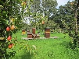 probleem? Wat is het probleem? Grote sterfte bij de honingbijen vnl. tijdens de winterperiode. Oorzaak? veelzijdig ; mogelijk Varroa mijt, inteelt, bestrijdingsmiddelen, Wat kunnen jij en ik doen?