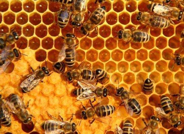 Stressoren hebben negatief effect op individuele bijen en daarmee op