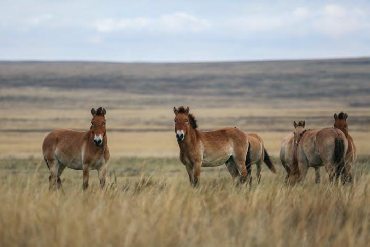 De natuur van het paard 11 Afb. 1.7 De steppe is het grootste deel van het jaar begroeid met dor, geel gras.