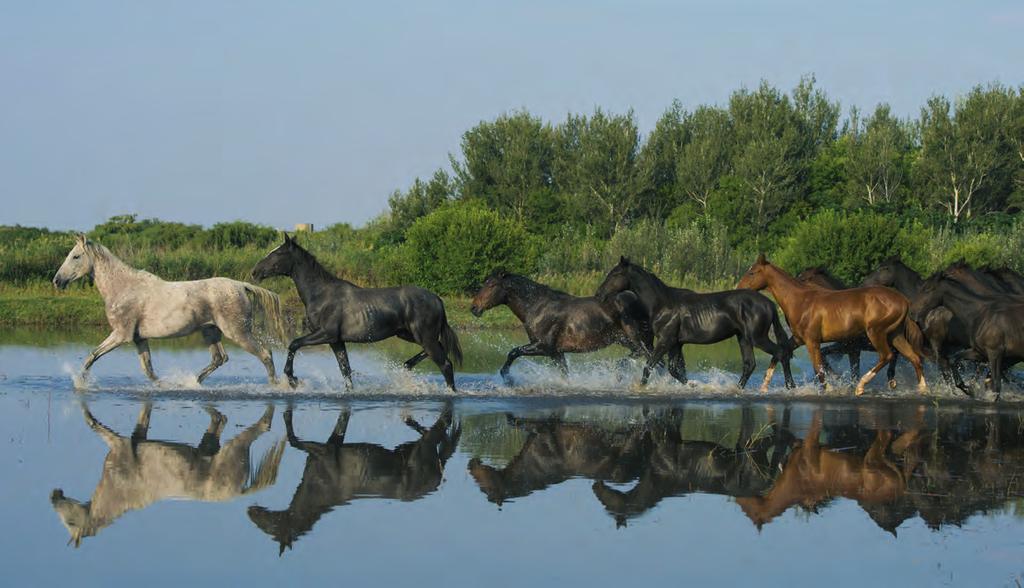 De mens heeft de eerste paarden zo n 3000 jaar voor Christus getemd en gedomesticeerd. Sindsdien is het moderne paard veel veranderd.