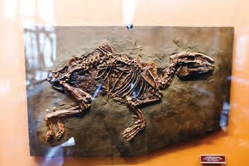 8 De natuur van het paard 1.2 EVOLUTIE VAN HET PAARD EOHIPPUS De ontwikkeling van het paard begint zo n 60 tot 65 miljoen jaar geleden met de verschijning van de Eohippus.