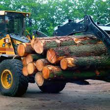 De oogst vindt tegenwoordig het hele jaar door plaats. Het vellen van bomen vormt een onderdeel van gestructureerde houtkap.