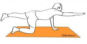 Oefening 6 Doel: de stabiliteit van de lage rug vergroten door de beginpositie te handhaven terwijl de armen en benen afwisselend uitgestrekt worden. 1. Kruipstand 2.