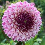 Dahlia Caproz Pizzazz 2,50 110 cm, decoratieve dahlia.