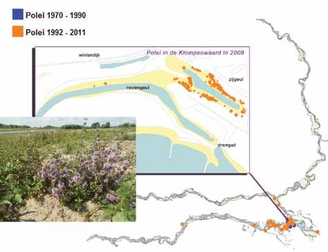 Figuur 13. Uitbreiding van Polei en het voorkomen in de Klompenwaard in 2009 na de eerste vestiging in 2004 (foto Bart Peters).