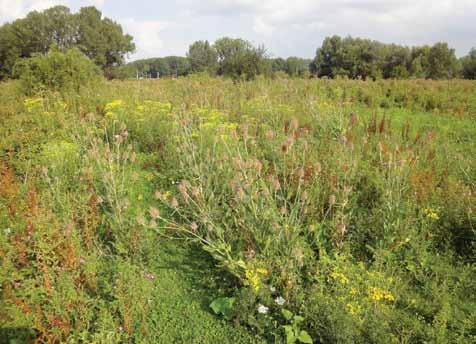 Aanbevelingen Zet in kleiige, vochtige graslanden niet te snel in op botanisch (verschralings) beheer, maar doe dit alleen wanneer er werkelijk potenties (zandige of lemige ruggen) aanwezig zijn.