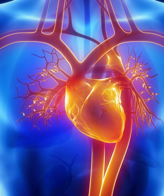 juni 2016 hoofdverpleegkundige D2 Het hart Het hart is een holle spier die, door zich samen te trekken, bloed doorheen de bloedvaten naar alle delen van het lichaam pompt.