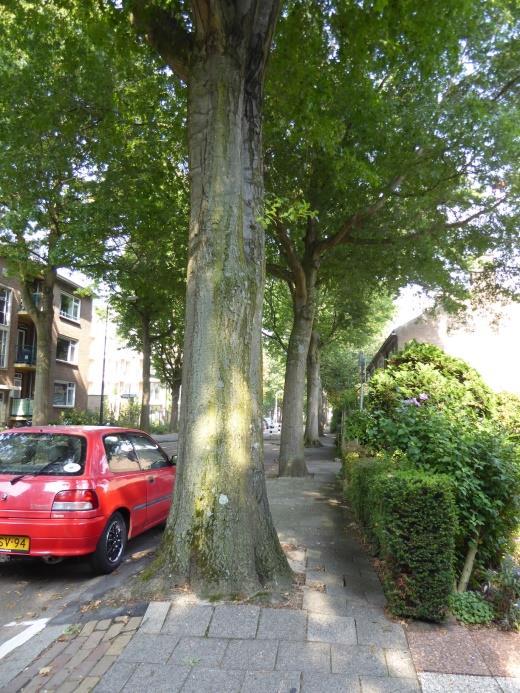 (Gedeeltelijke) Bomen effect analyse Karel Doormanlaan te Rijswijk Prohold BV Oorzaak: De omvang van de bomen is te groot in verhouding tot het relatief smalle wegprofiel inclusief de kleine