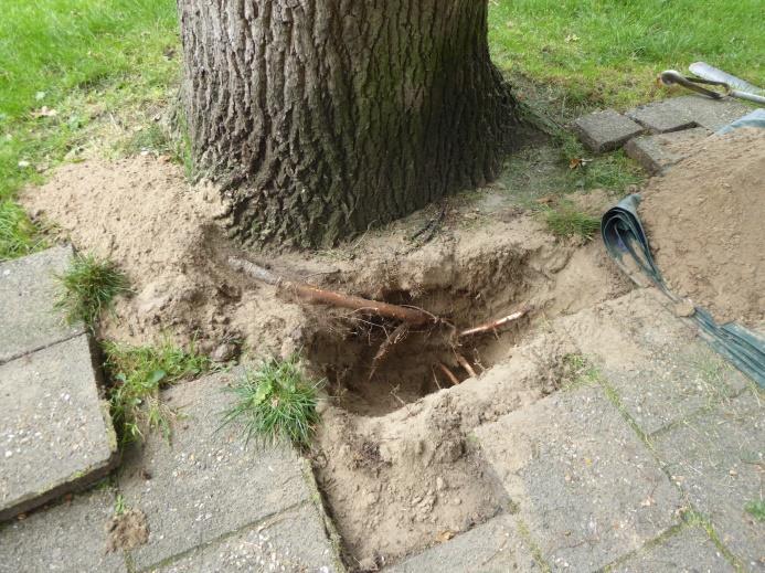 Bijlage 4 Resultaten bewortelingsonderzoek Proefsleuf 3 in trottoir, 55 cm tot 85 cm uit hart stam van boom 43, plus grondboring