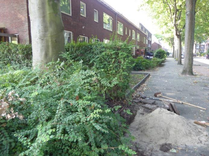 Bijlage 4 Resultaten bewortelingsonderzoek Proefsleuf 9 in beplantingsvak/trottoir, 130 cm tot 210 cm uit hart stam van boom 142 cm-mv