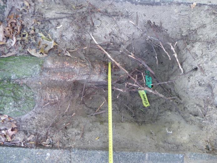 1 wortel vergroeid (waarvan de dikste wortel 4 cm ø) vermoedelijk in het verleden geamputeerd. Op 33 cm diepte is een kabel aangetroffen.