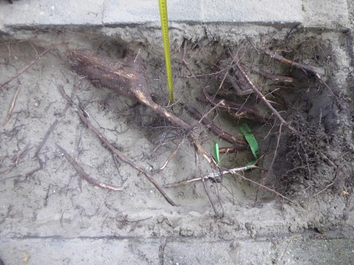 circa 1,5 m uit hart stam van de boom is op 25 cm diepte puinfundering aangetroffen.