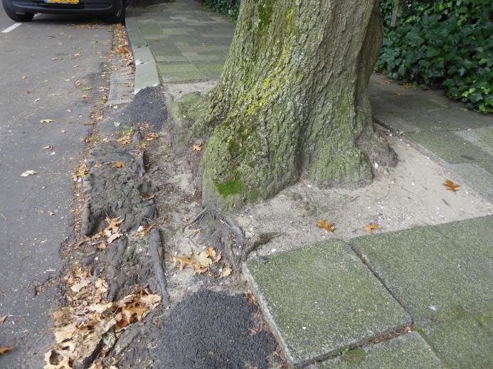 Bomen met een redelijke conditie vertonen een geremde scheutlengte ontwikkeling en verminderde knopbezetting, maar er is nog geen sprake van aftakeling. 19 Bomen hebben een matige conditie.