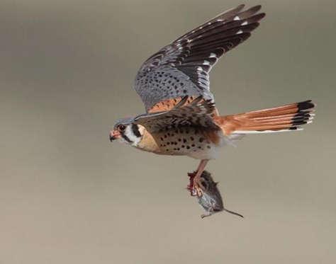 Door zijn vleugels tijdens het vliegen een bepaalde slag te laten maken kan hij in de lucht blijven hangen om zo een goed uitzicht te hebben op zijn leefgebied.