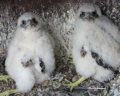 In het Nederlands is hij bekend als de Amerikaanse torenvalk, en in het Engels als de American Kestrel. Deze vogel is vrij klein, niet veel groter dan een forse parkiet.