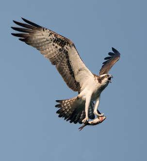 ) In de lucht is deze vogel te herkennen aan zijn lange gevingerde vleugels en een witte onderkant met een zwarte vlek op de vleugels. De vogel is verder donkerbruin en heeft een witte kop.
