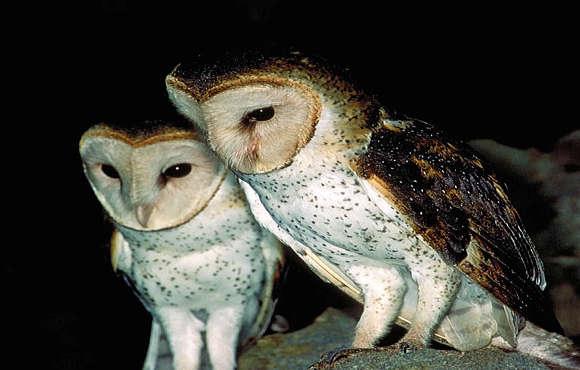 infoblad De Kerkuil of Palabrua De wetenschappelijke naam van deze dieren is Tyto alba bargei. In het Engels heet het dier Barn Owl. Deze vogel zal je niet vaak zien. Het is een nachtdier.