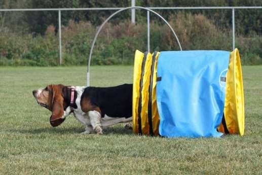 Cursus opbouw gedrag en gehoorzaamheid We starten vaak met de Puppy cursus en leren de basisopvoeding van de hond Dan stromen we door naar Elementaire Gehoorzaamheid de basisoefeningen gehoorzaamheid