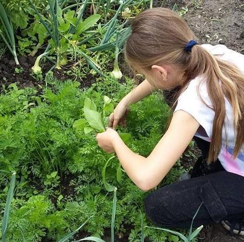 Het bestaat uit een kiemworteltje, een stengeldeel en twee zaadlobben (eerste twee blaadjes met voeding voor de plant) klein gewas met een sappige, niet