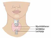 Wat is de schildklier? De schildklier is een vlindervorming orgaan dat laag in de hals ligt juist voor de luchtpijp.