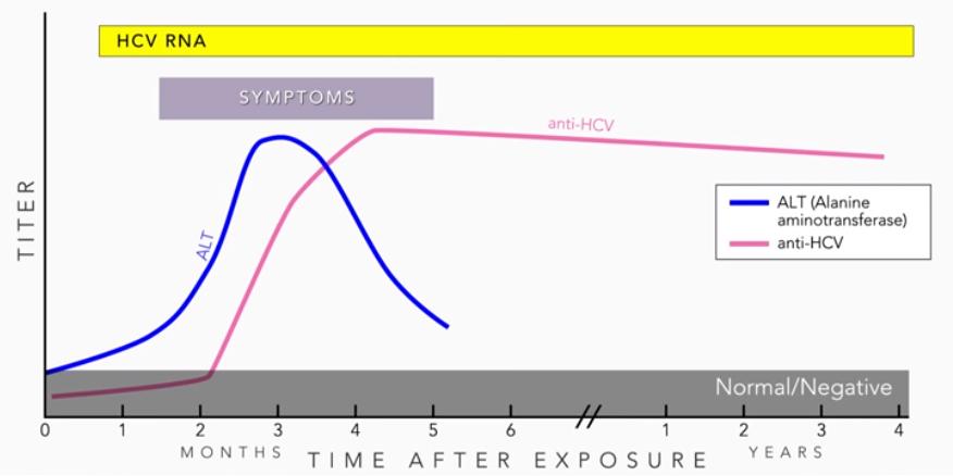 Figuur 3 Verloop van ALT, anti-hcv antistoffen en HCV RNA in functie van het aantal maanden na blootstelling aan het hepatitis C virus.