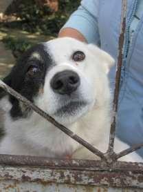 sterilisatiecampagnes. Daarnaast hebben we aan meer dan 300 dieren medische hulp gegeven.