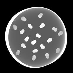 De effectiviteit waarmee bacteriën worden tegengegaan hangt af van het aantal OH-radicalen, die worden gegenereerd met een snelheid van 4.800 miljard per seconde.