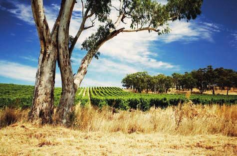 AUSTRALIË Kaapwijn De Leeuw 7 Tempus Two bevindt zich in de oudste wijnregio van Australië: Hunter Valley.