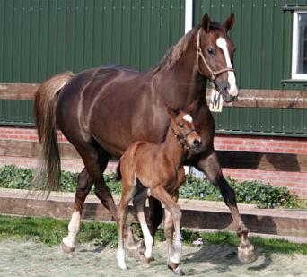 Zelf heeft Anne-Claire meerdere paarden t/m Z2 dressuur opgeleid en gestart. Met één van haar paarden heeft ze internationaal jonge paarden concoursen gestart en mocht ze voor Nederland uitkomen.