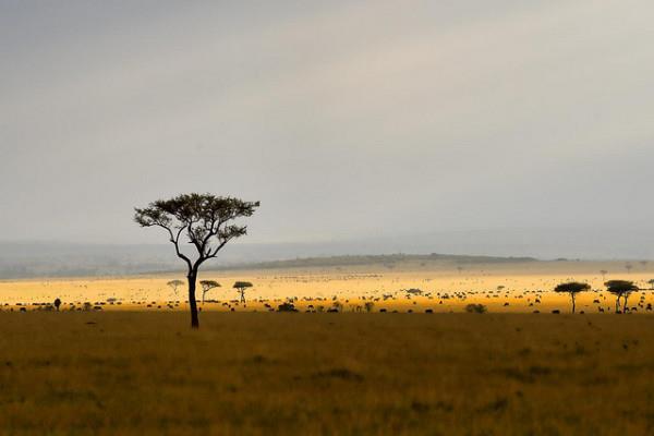 Het landschap van Kenia.