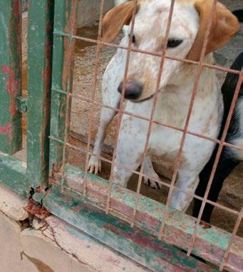 Dit is het intens verdrietige relaas van Tano, een 10-jarige Franse bulldog.. Tano woonde tot voor kort bij een gewoon echtpaar in een gewoon huis in Andalusië, Zuid-Spanje.