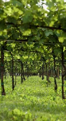Hij kocht een stuk grond in Venegazzu en bouwde er een nieuwe wijngaard die door de jaren heen de standaard werd voor Italiaanse wijnen.