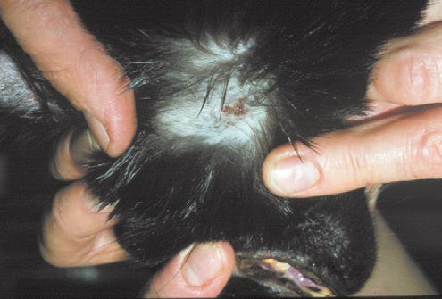 Klinische symptomen Huidlaesies worden meestal aangetroffen op huiddelen die grondcontact maken, zoals de kop, oren, voetzolen en buik, en gaan met veel jeuk gepaard.