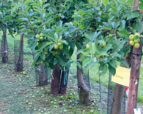 In de proeftuin gaf een proef met Brevis goede resultaten. Cepuna leverde vorig jaar 41,1 kg/boom met een gemiddeld vruchtgewicht van 172 g.