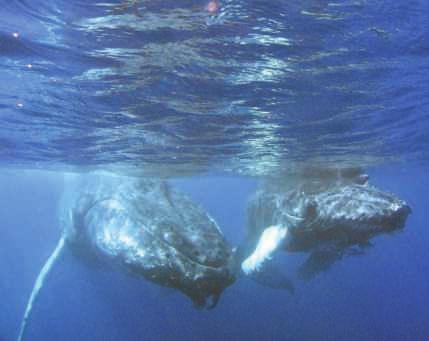 Een walviskalf kan niet ademen wanneer het geboren wordt. Daarom komt de staart van het dier eerst naar buiten. Indien de kop eerst zou komen, zou het dier verdrinken.