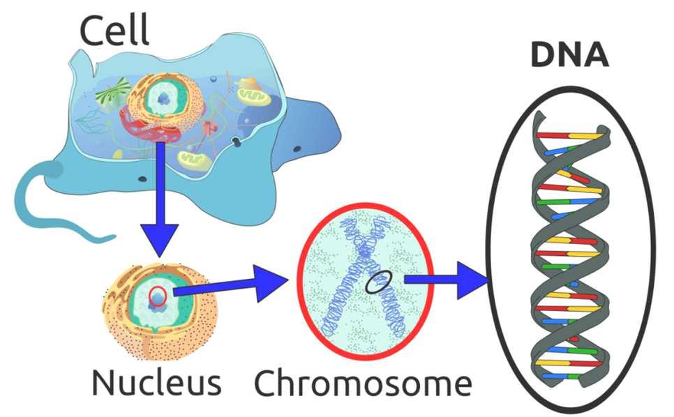 Erfelijkheid Klinisch geneticus bij: Familiaire belasting Voorkomen van MCM in familie Syndroomdiagnose Comorbiditeit met mogelijk genetische etiologie