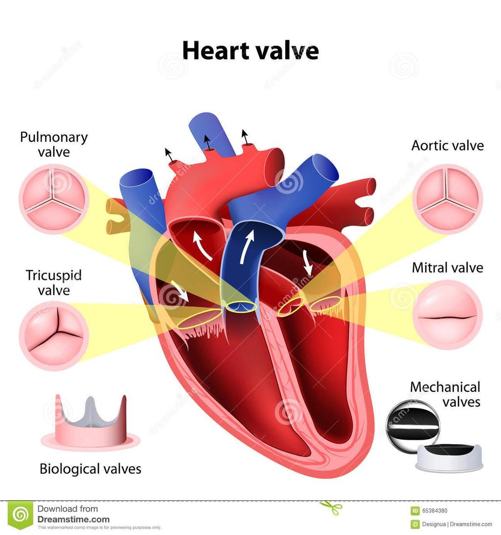 21 Hartkleppen Pulmonaalklep: Van rechterkamer naar pulmonaalvene Aortaklep: Van linkerkamer naar aorta