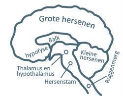 Wat is hersenletsel? Hersenletsel, een beschadiging aan de hersenen die ervoor zorgt dat je hersenen niet meer zo goed werken als voorheen. De gevolgen van hersenletsel zijn voor iedereen anders.