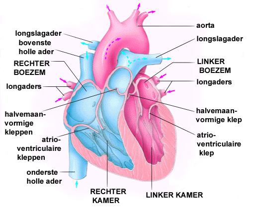 Leven met voorkamerfibrillatie/-flutter De bouw van het hart Het hart moet ervoor zorgen dat het hele lichaam via de bloedsomloop van zuurstof en voedingsstoffen wordt voorzien.