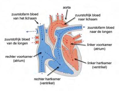 Wat doet een normaal kloppend hart? Om de snelheid van het pompen van het hart te coördineren, bestaat er een elektrisch geleidingssysteem.