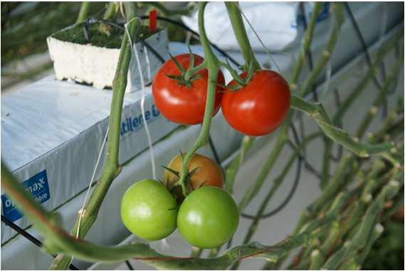 Gewas (1) I.h.a. beter gewas dan in 2015, géén botrytis of gele st.