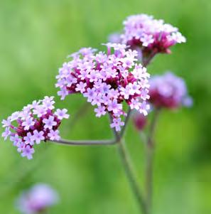 droogte kunnen. et deze planten wordt jouw tuin een bloemenfeest!