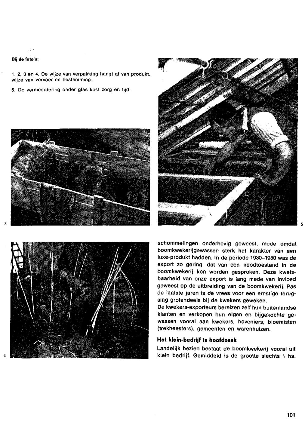 Bijdefoto's: L - lüil lui* a.*^ **. schommelingen onderhevig geweest, mede omdat boomkwekerijgewassen sterk het karakter van een luxe-produkt hadden.